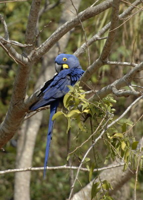 Hyancinth Macaw 2  The Pantanal