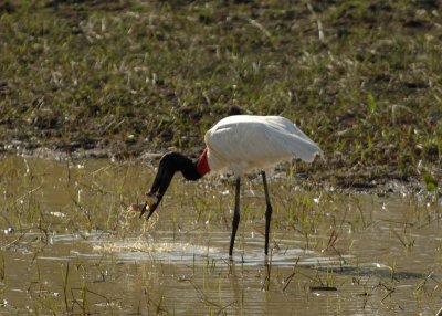 Jaribu Stork,  The Pantanal