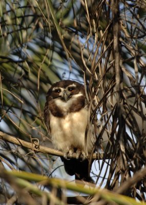 Spectacled Owl,  The Pantanal