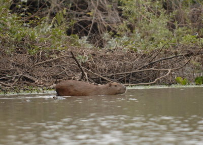 Capybara 1, The Pantanal