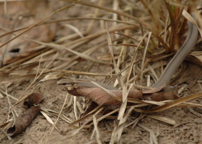Whip Snake,  The Pantanal