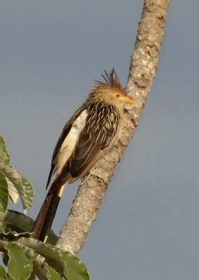 Guira Cuckoo,  The Pantanal