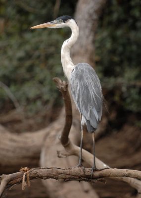 White Necked Heron,  The Pantanal