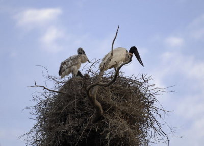 Jaribu Stork  2,  The Pantanal