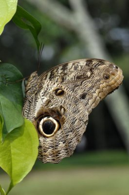 Owl Butterfly,  The Pantanal