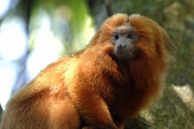 Golden Lion Tamarin 2,  The Pantanal