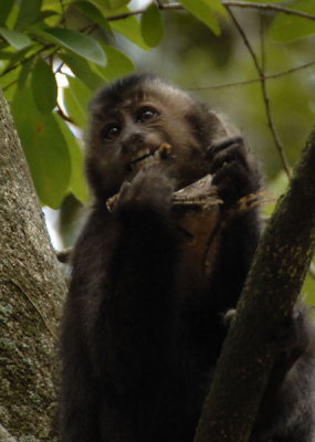 Capuchin Monkey eating an Owl Butterfly ,  Rio Botanical Gardens