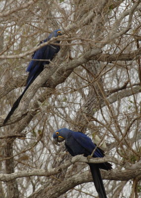 Hyancinth Macaw 4,  The Pantanal  1