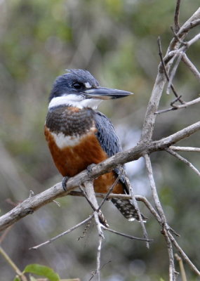 Amazon Kingfisher, The Pantanal