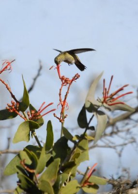 Gilded Hummingbird, The Pantanal