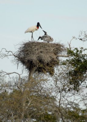 Jaribu Stork nest w/young , The Pantanal