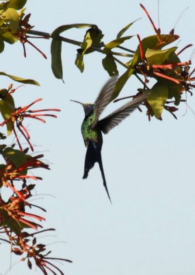 Swallow-tailed Hummingbird , The Pantanal