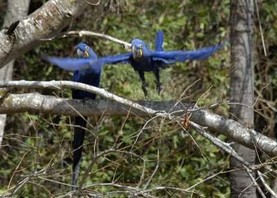 Hyacinthin Macaws Take Off, The Pantanal