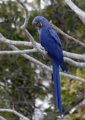 Hyacinthin Macaw , The Pantanal