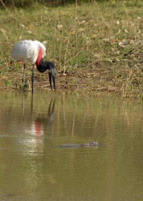 Jaribu Stork w/Caimen , The Pantanal