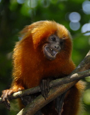 Golden Lion Tamarin, Atlantic Rainforest, Rio