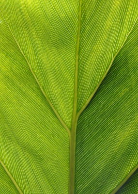 Leaf,   Rio de Janeiro Botanical Gardens