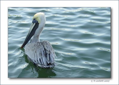 Navigating the silky waters