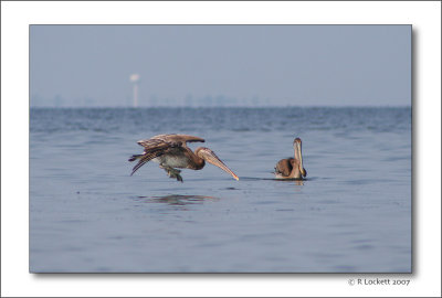 Pelicans having breakfast on the bay