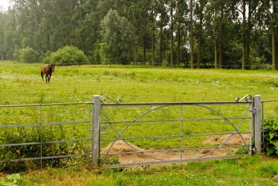 Flare, horse and fence...