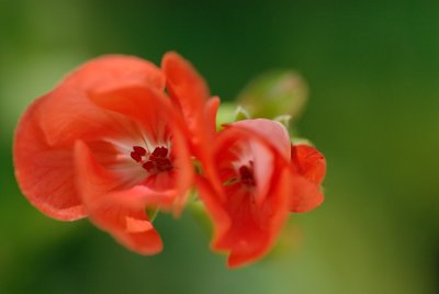 Flower, Cyprus