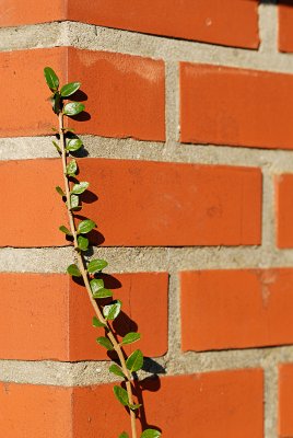 A plant on a wall...