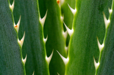 Macro in Botanical Garden