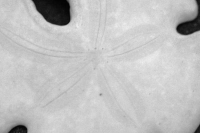 Sand Dollar 2