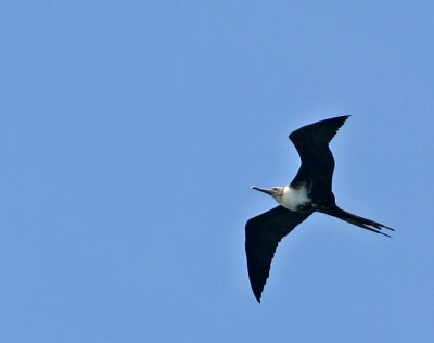  Frigate Bird