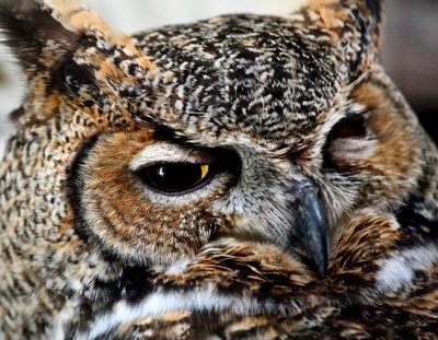 Great Horned Owl
