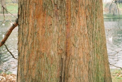 Bark of a tree in London