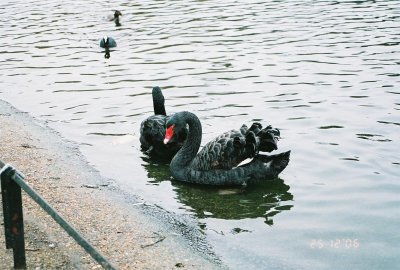Black swans