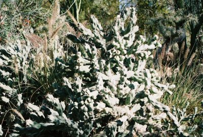 Cactus in Coachella Valley Botanical Garden