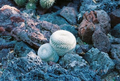 Cactus in rocks
