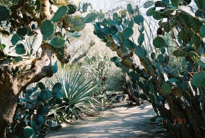 Big Cactuses