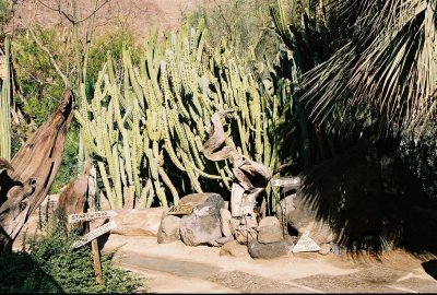 Cactuses in botanical garden