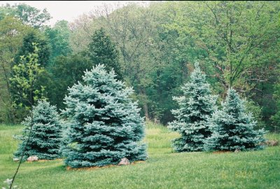 Blue spruces