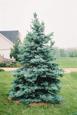 Tall spruce