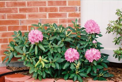 Rhododendrons