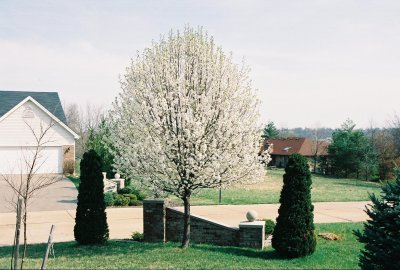 Blooming Bredfort Pear