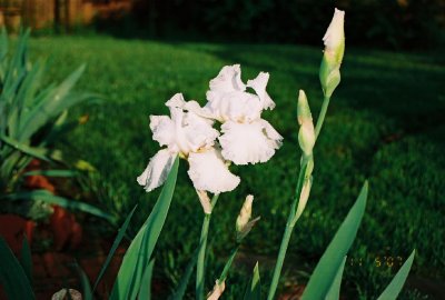White Iris