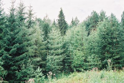 Forest again