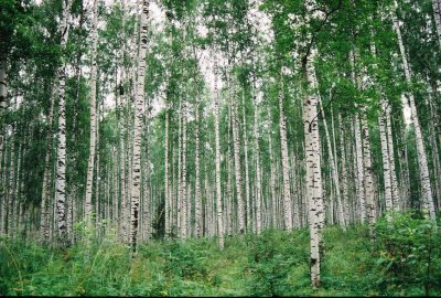 Birch