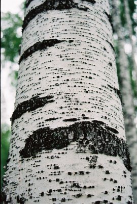 Birch trunk in Russia
