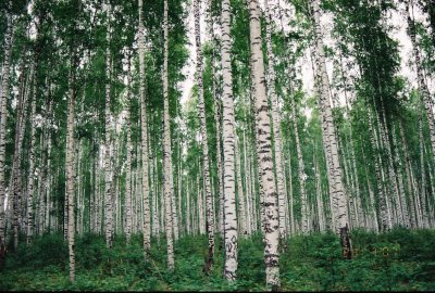 Birch