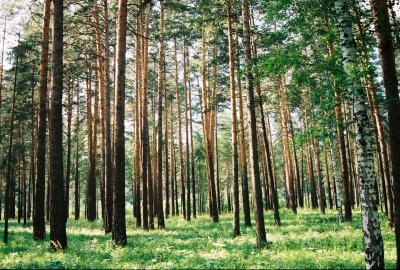 Pines