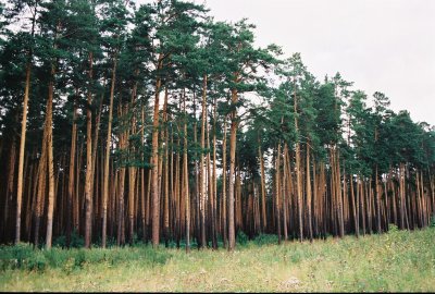 Forest