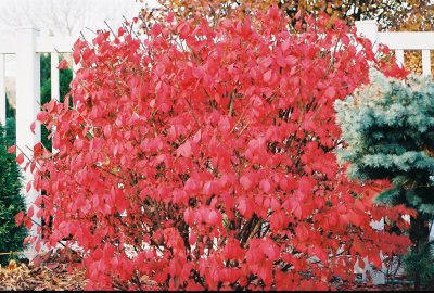 Burning Bush