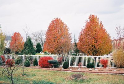 Fall colors in my garden