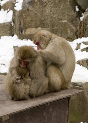 IMG_8718_acr.jpg